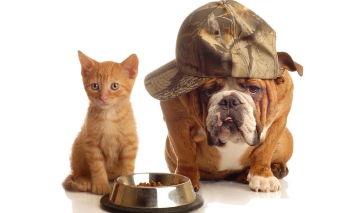 Сухий корм для кошенят: рейтинг кращих кормів за якістю. Потрібно його розмочувати? Відгуки ветеринарів