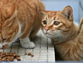 Сухий корм для кошенят: рейтинг кращих кормів за якістю. Потрібно його розмочувати? Відгуки ветеринарів