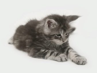 Сухий корм для кошенят: рейтинг кращих кормів за якістю. Потрібно його розмочувати? Відгуки ветеринарів