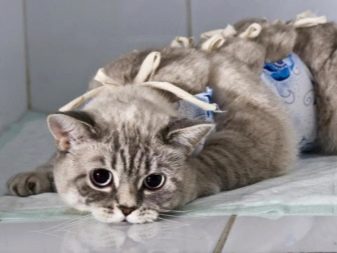 Сухий корм для стерилізованих кішок: рейтинг кращих кормів для кастрованих котів. Можна вибирати для кастратів корми нижче преміум-класу?