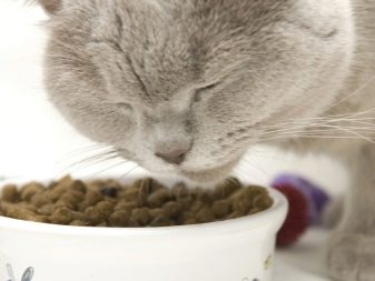 Сухий корм для стерилізованих кішок: рейтинг кращих кормів для кастрованих котів. Можна вибирати для кастратів корми нижче преміум-класу?