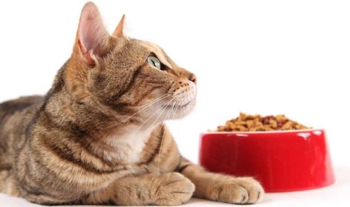 Сухий корм для стерилізованих кішок: рейтинг кращих кормів для кастрованих котів. Можна вибирати для кастратів корми нижче преміум-класу?