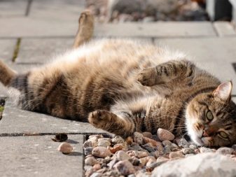 Сухий корм для стерилізованих кішок: рейтинг кращих кормів для кастрованих котів. Можна вибирати для кастратів корми нижче преміум-класу?