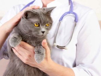 Сухий корм для стерилізованих кішок: рейтинг кращих кормів для кастрованих котів. Можна вибирати для кастратів корми нижче преміум-класу?