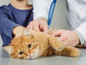 Сухий корм для стерилізованих кішок: рейтинг кращих кормів для кастрованих котів. Можна вибирати для кастратів корми нижче преміум-класу?