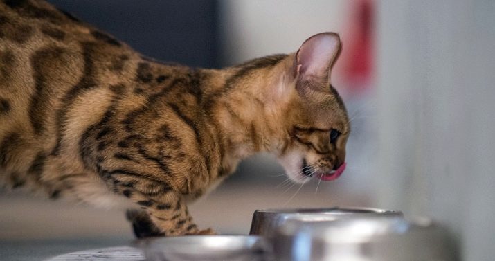 Сухий корм преміум-класу для кішок: рейтинг і список кращих кормів для котів, відгуки