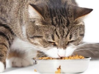 Сухий корм преміум-класу для кішок: рейтинг і список кращих кормів для котів, відгуки