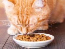 Сухий корм преміум-класу для кішок: рейтинг і список кращих кормів для котів, відгуки