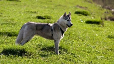 Суміш хаскі і лайки (19 фото): особливості помісі, характер метиса, опис цуценят, мисливські дані