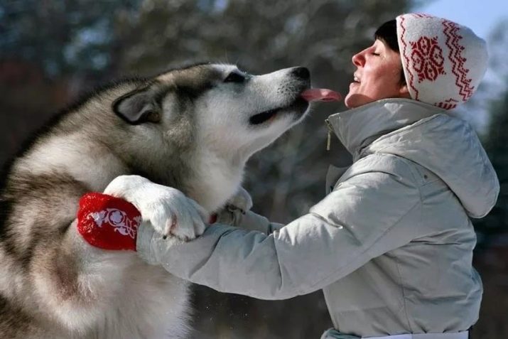 Суміш хаскі і лайки (19 фото): особливості помісі, характер метиса, опис цуценят, мисливські дані