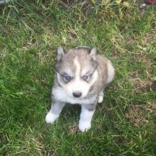 Суміш хаскі і лайки (19 фото): особливості помісі, характер метиса, опис цуценят, мисливські дані