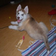 Суміш хаскі і лайки (19 фото): особливості помісі, характер метиса, опис цуценят, мисливські дані