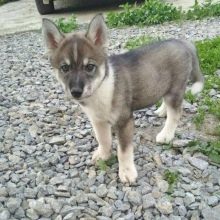 Суміш хаскі і лайки (19 фото): особливості помісі, характер метиса, опис цуценят, мисливські дані