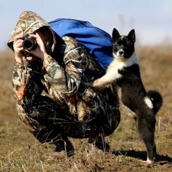 Суміш хаскі і лайки (19 фото): особливості помісі, характер метиса, опис цуценят, мисливські дані