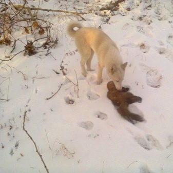 Суміш хаскі і лайки (19 фото): особливості помісі, характер метиса, опис цуценят, мисливські дані