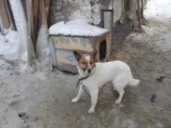 Суміш хаскі і лайки (19 фото): особливості помісі, характер метиса, опис цуценят, мисливські дані