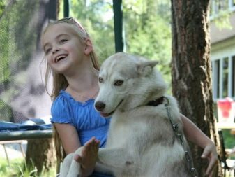 Суміш хаскі і лайки (19 фото): особливості помісі, характер метиса, опис цуценят, мисливські дані