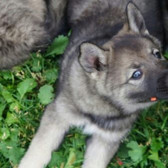 Суміш хаскі і лайки (19 фото): особливості помісі, характер метиса, опис цуценят, мисливські дані