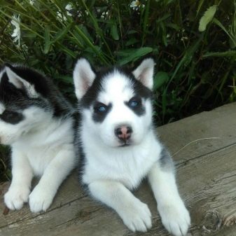 Суміш хаскі і лайки (19 фото): особливості помісі, характер метиса, опис цуценят, мисливські дані