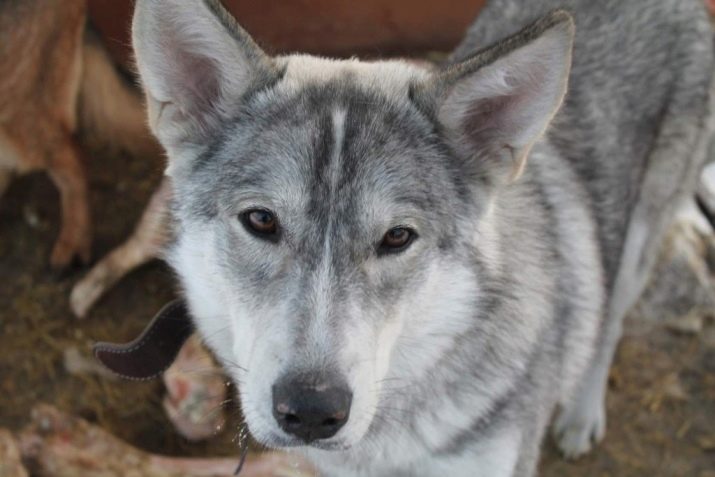 Суміш хаскі і лайки (19 фото): особливості помісі, характер метиса, опис цуценят, мисливські дані