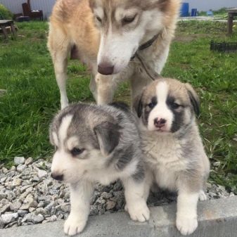 Суміш хаскі і лайки (19 фото): особливості помісі, характер метиса, опис цуценят, мисливські дані