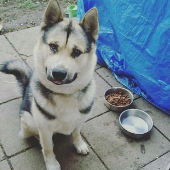 Суміш хаскі і лайки (19 фото): особливості помісі, характер метиса, опис цуценят, мисливські дані