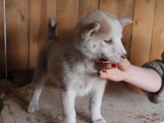 Суміш хаскі і лайки (19 фото): особливості помісі, характер метиса, опис цуценят, мисливські дані