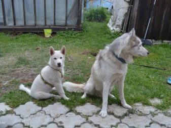 Суміш хаскі і лайки (19 фото): особливості помісі, характер метиса, опис цуценят, мисливські дані