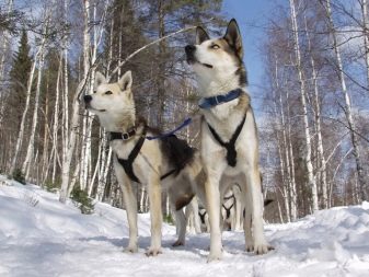 Суміш хаскі і лайки (19 фото): особливості помісі, характер метиса, опис цуценят, мисливські дані