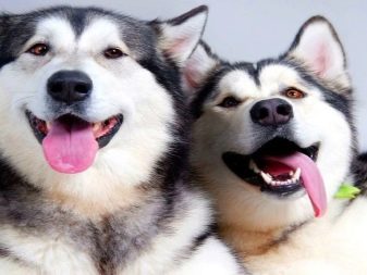 Суміш хаскі і лайки (19 фото): особливості помісі, характер метиса, опис цуценят, мисливські дані