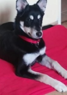 Суміш хаскі і вівчарки (26 фото): помісі з німецької та кавказької вівчарками, догляд за цуценятами метиса