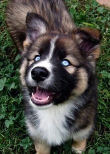 Суміш хаскі і вівчарки (26 фото): помісі з німецької та кавказької вівчарками, догляд за цуценятами метиса