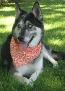 Суміш хаскі і вівчарки (26 фото): помісі з німецької та кавказької вівчарками, догляд за цуценятами метиса