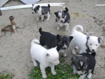 Суміш хаскі і вівчарки (26 фото): помісі з німецької та кавказької вівчарками, догляд за цуценятами метиса