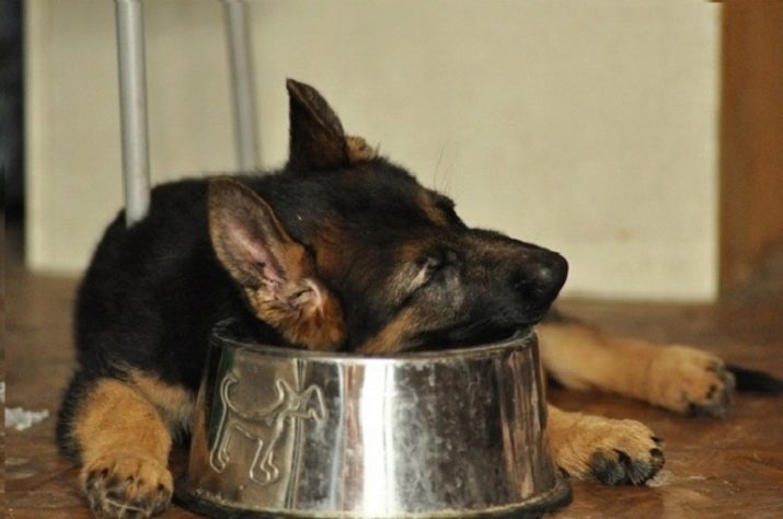 Суміш хаскі і вівчарки (26 фото): помісі з німецької та кавказької вівчарками, догляд за цуценятами метиса