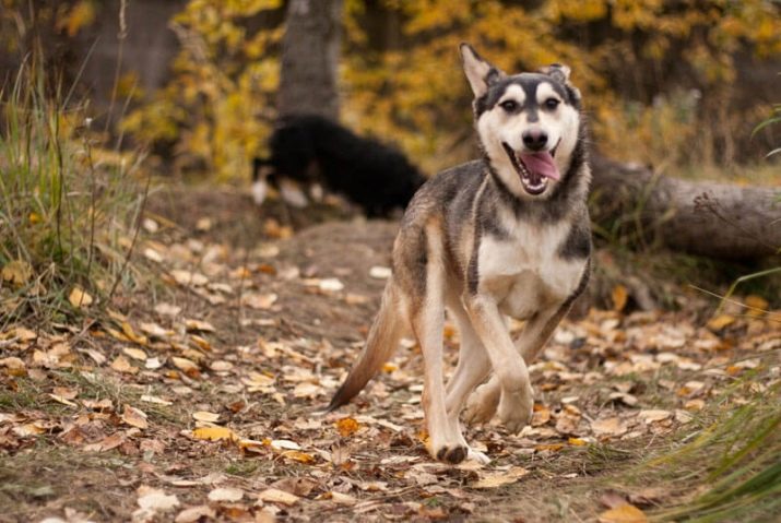 Суміш хаскі і вівчарки (26 фото): помісі з німецької та кавказької вівчарками, догляд за цуценятами метиса
