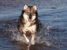 Суміш хаскі і вівчарки (26 фото): помісі з німецької та кавказької вівчарками, догляд за цуценятами метиса