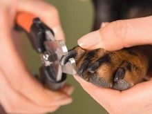 Суміш хаскі і вівчарки (26 фото): помісі з німецької та кавказької вівчарками, догляд за цуценятами метиса