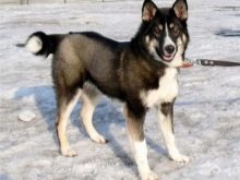 Суміш хаскі і вівчарки (26 фото): помісі з німецької та кавказької вівчарками, догляд за цуценятами метиса