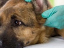 Суміш хаскі і вівчарки (26 фото): помісі з німецької та кавказької вівчарками, догляд за цуценятами метиса