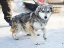 Суміш хаскі і вівчарки (26 фото): помісі з німецької та кавказької вівчарками, догляд за цуценятами метиса