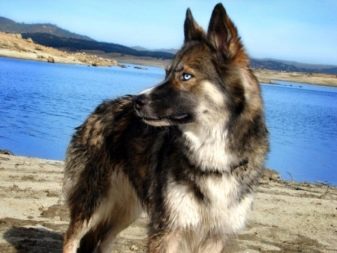 Суміш хаскі і вівчарки (26 фото): помісі з німецької та кавказької вівчарками, догляд за цуценятами метиса