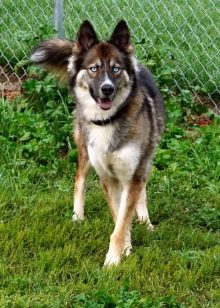 Суміш хаскі і вівчарки (26 фото): помісі з німецької та кавказької вівчарками, догляд за цуценятами метиса