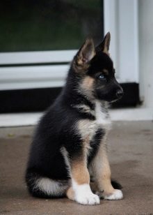 Суміш хаскі і вівчарки (26 фото): помісі з німецької та кавказької вівчарками, догляд за цуценятами метиса