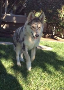 Суміш хаскі і вівчарки (26 фото): помісі з німецької та кавказької вівчарками, догляд за цуценятами метиса