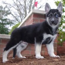 Суміш хаскі і вівчарки (26 фото): помісі з німецької та кавказької вівчарками, догляд за цуценятами метиса