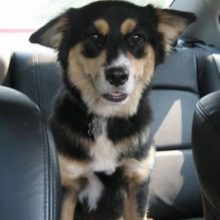 Суміш хаскі і вівчарки (26 фото): помісі з німецької та кавказької вівчарками, догляд за цуценятами метиса