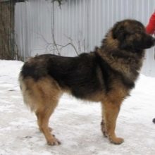 Суміш хаскі і вівчарки (26 фото): помісі з німецької та кавказької вівчарками, догляд за цуценятами метиса