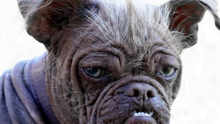 Суміш мопса і китайського чубатого (17 фото): характер породи, виховання та догляд