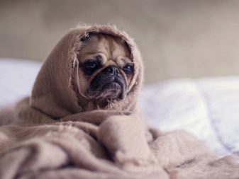 Суміш мопса і китайського чубатого (17 фото): характер породи, виховання та догляд